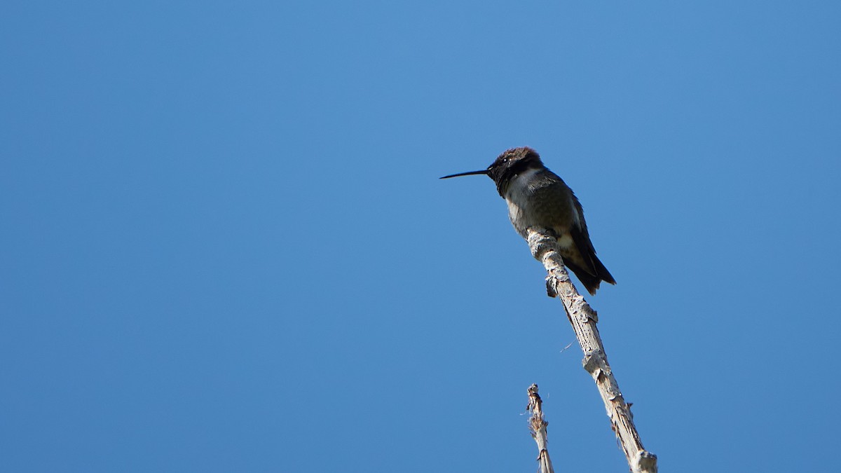 Black-chinned Hummingbird - ML478643751
