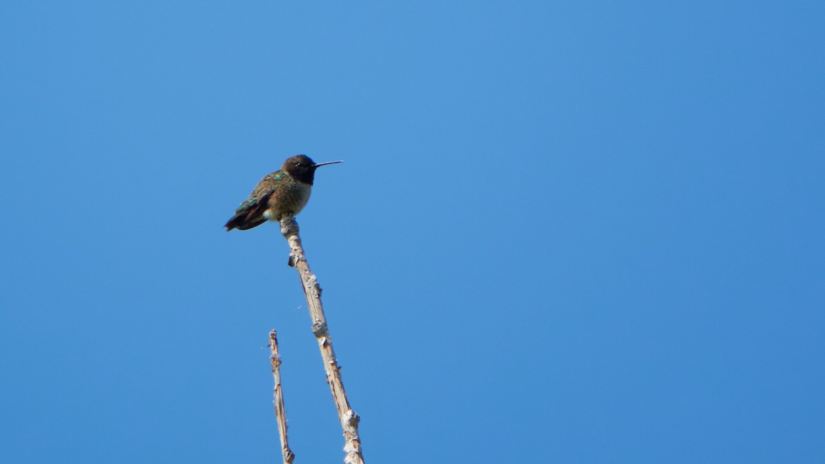 Black-chinned Hummingbird - ML478643761