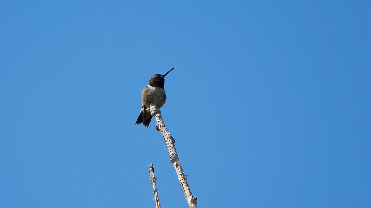 Black-chinned Hummingbird - ML478643771