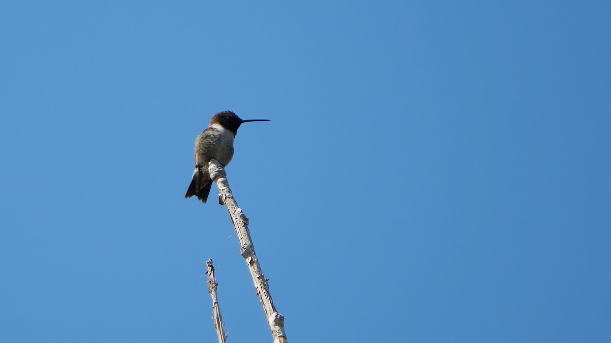 Black-chinned Hummingbird - ML478643781