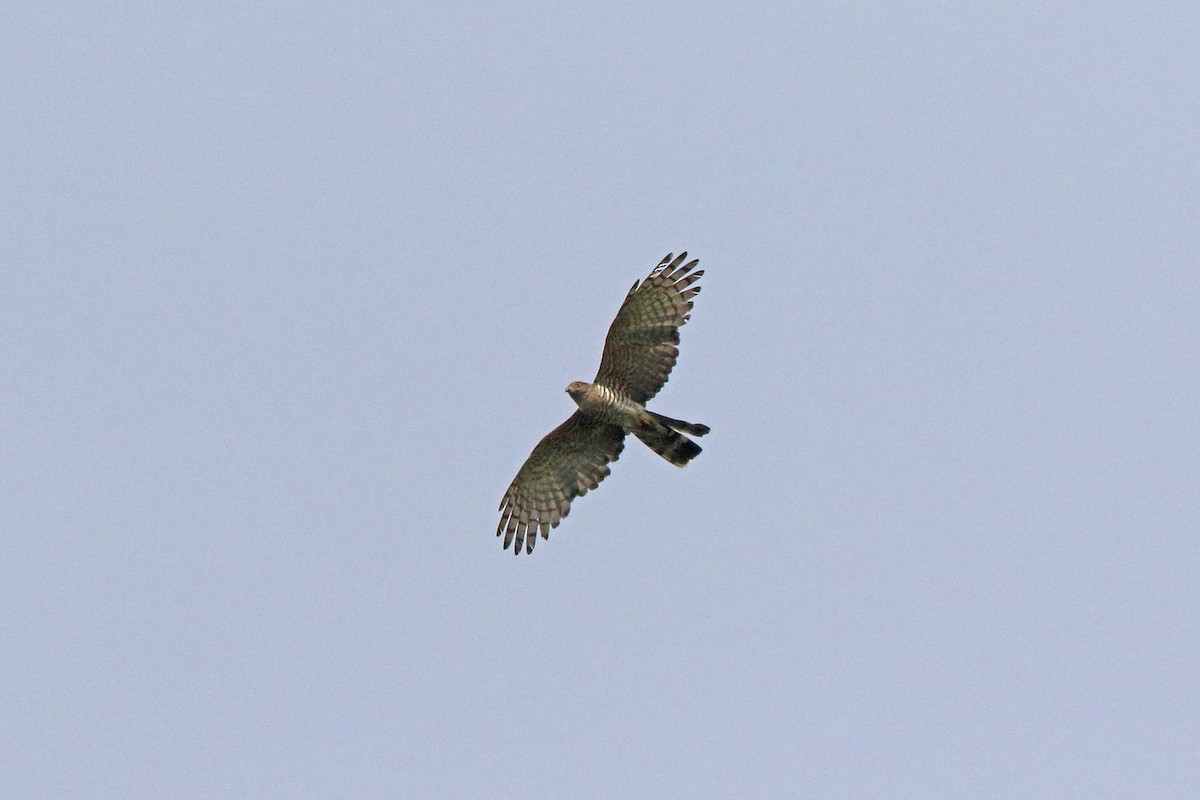 African Cuckoo-Hawk - ML47864381