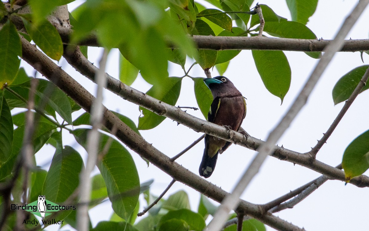 Banded Broadbill (Javan) - Andy Walker - Birding Ecotours