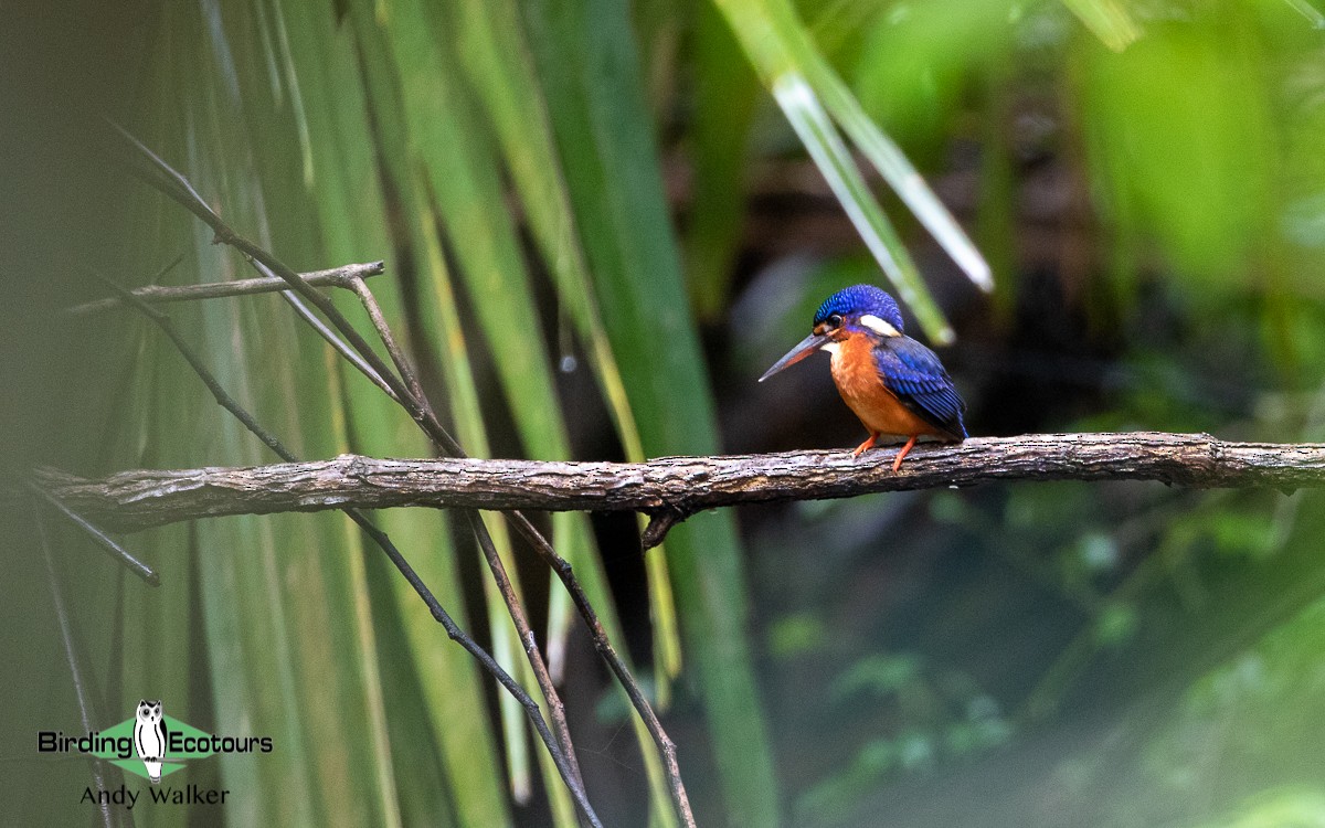Blue-eared Kingfisher - ML478645201