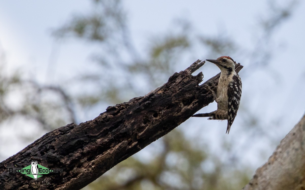 Freckle-breasted Woodpecker - ML478645261