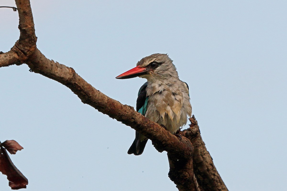 Woodland Kingfisher - Nigel Voaden