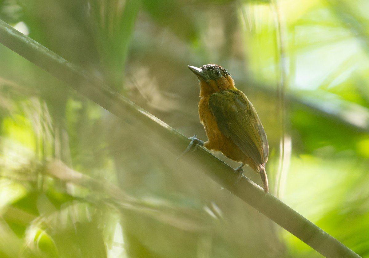 Rufous-breasted Piculet - ML478648481