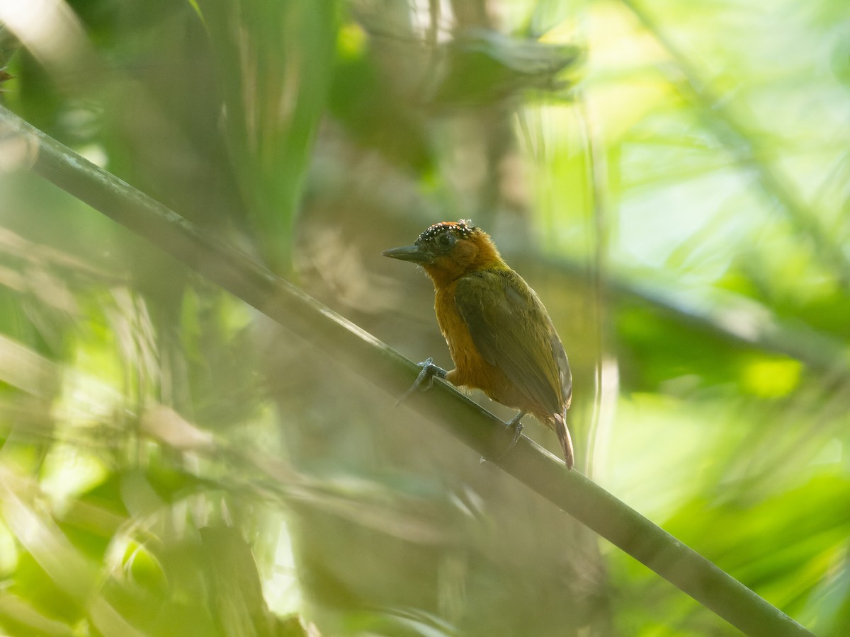 Rufous-breasted Piculet - ML478648491