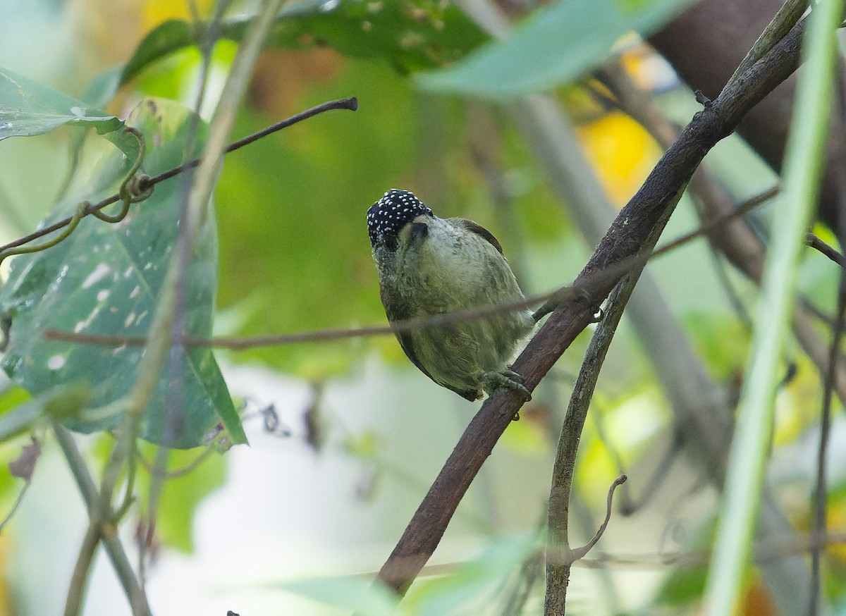 Fine-barred Piculet - ML478648501