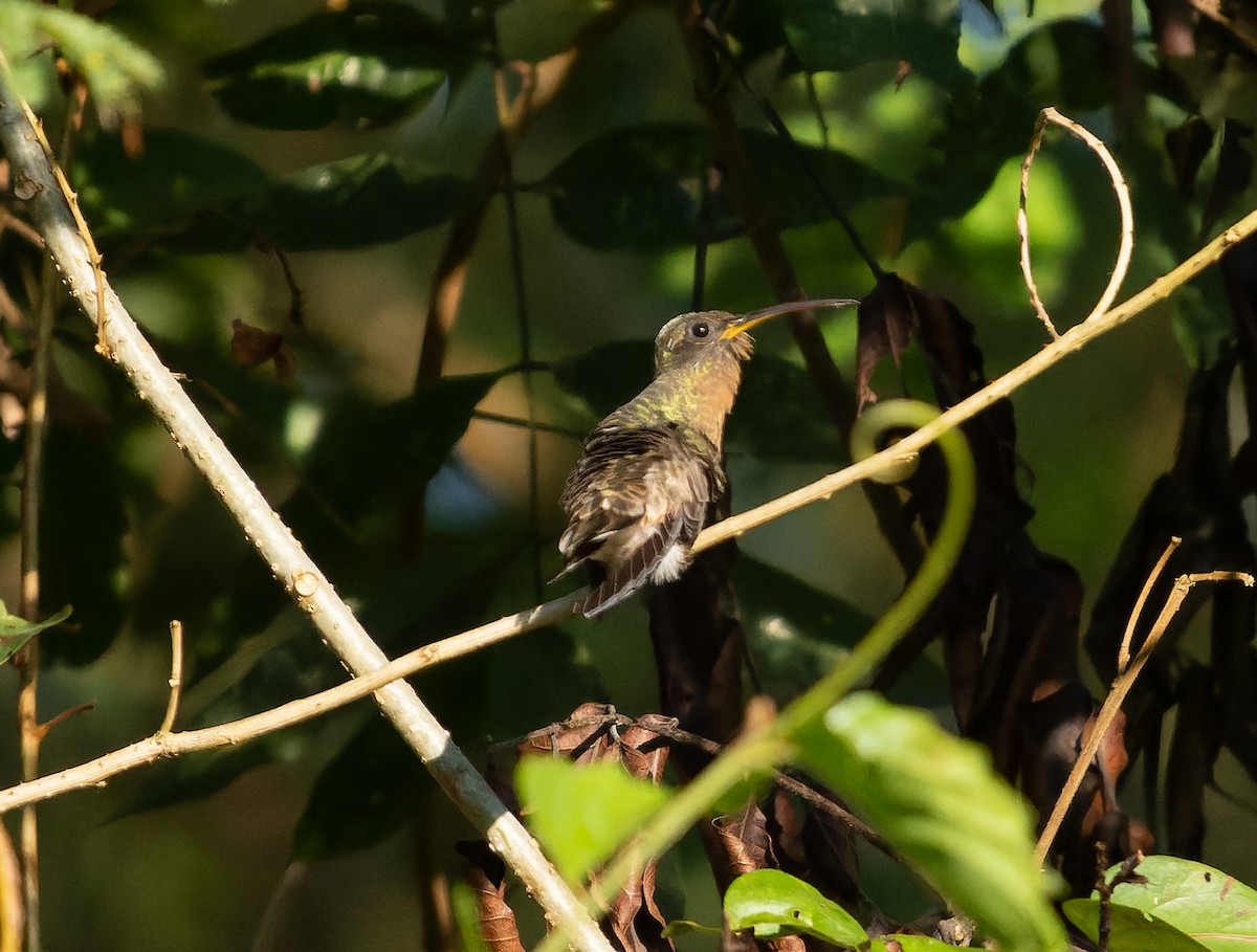 Rufous-breasted Hermit - ML478648681