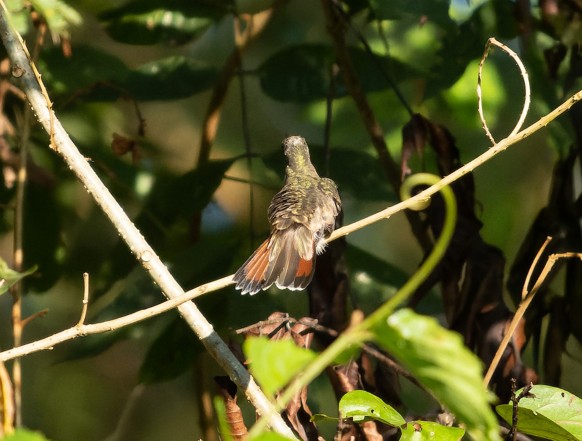 Rufous-breasted Hermit - ML478648691