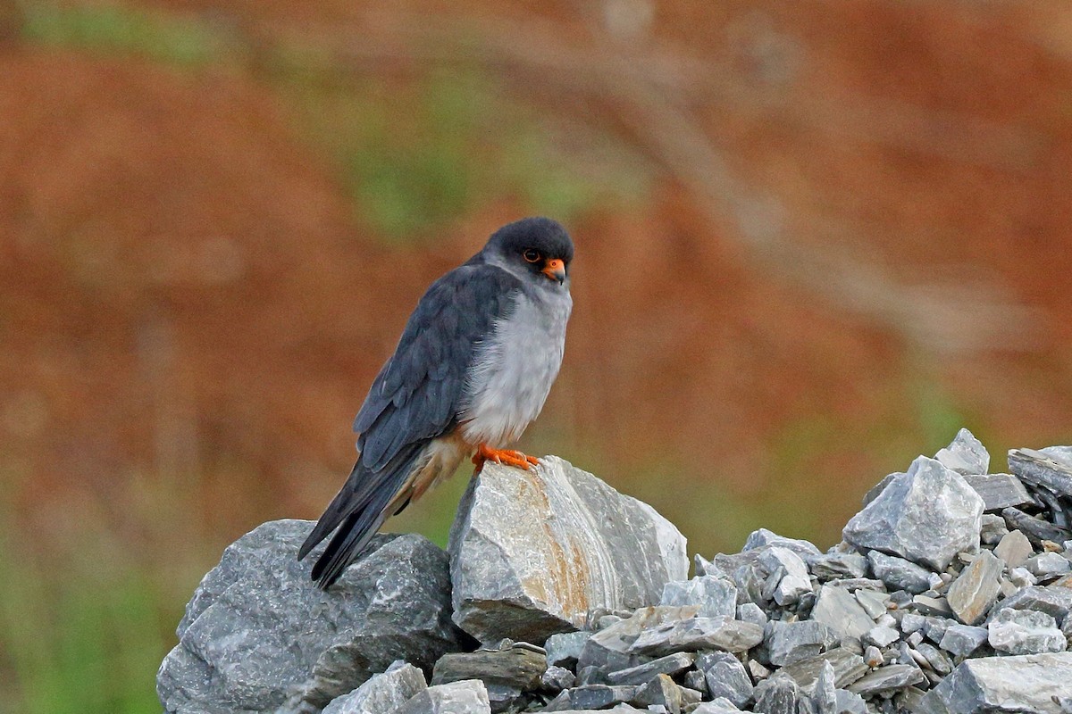 Amur Falcon - Nigel Voaden