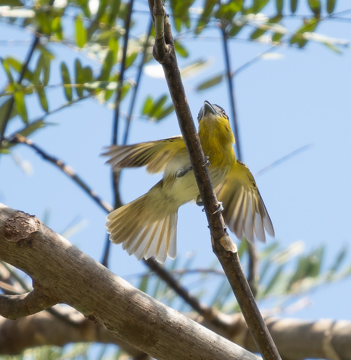 Green-backed Becard (Yellow-cheeked) - ML478649821