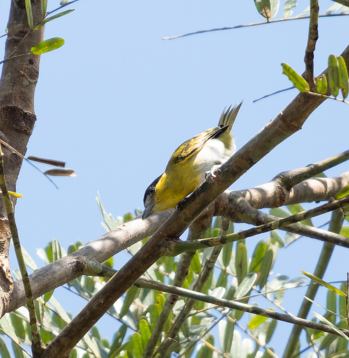 Green-backed Becard (Yellow-cheeked) - ML478649831