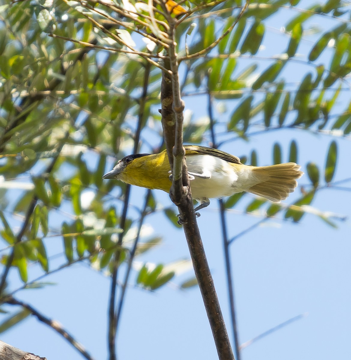 Green-backed Becard (Yellow-cheeked) - ML478649851