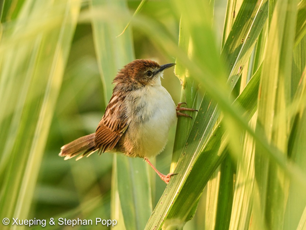 Carruthers's Cisticola - ML478650581