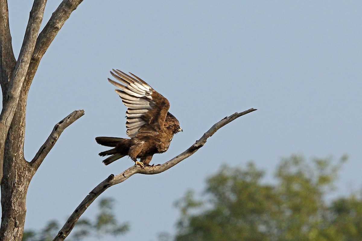 Lesser Spotted Eagle - Nigel Voaden
