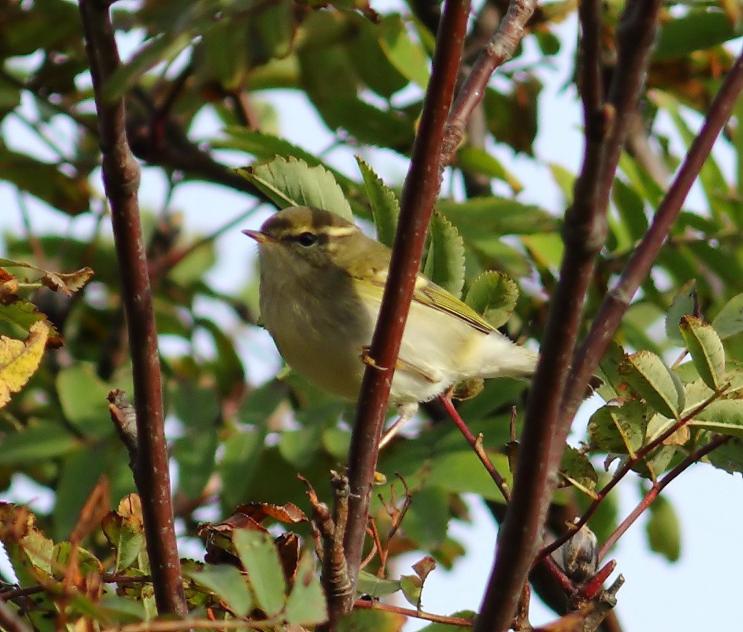 Yellow-browed Warbler - ML478651261