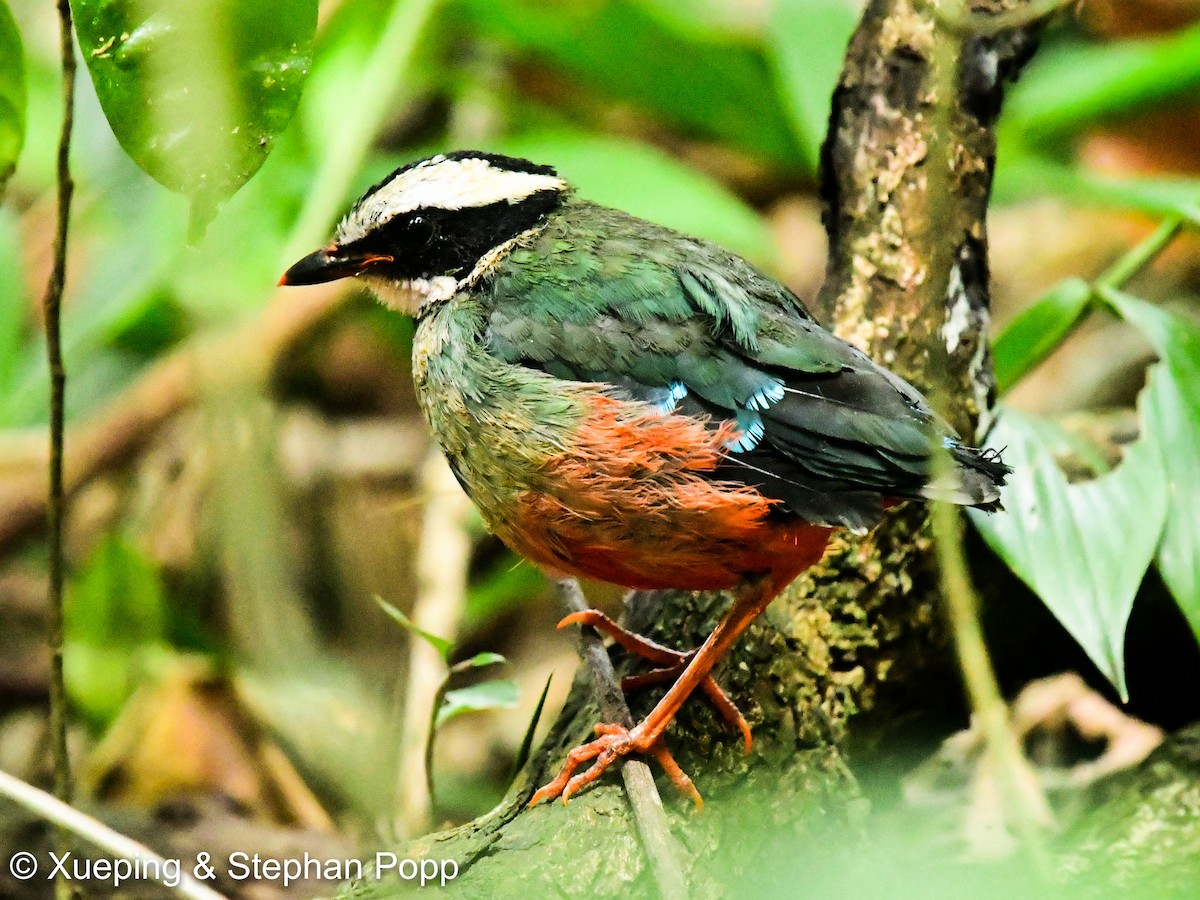 Green-breasted Pitta - ML478651981