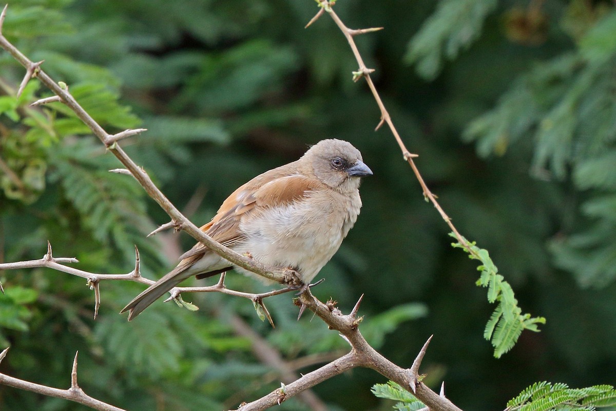 Northern Gray-headed Sparrow - Nigel Voaden
