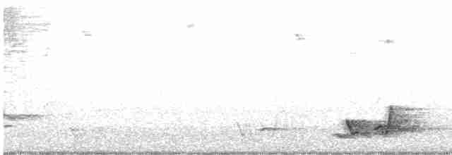 White-eared Honeyeater - ML478656691