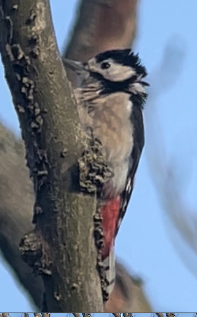 Great Spotted Woodpecker - ML478657101