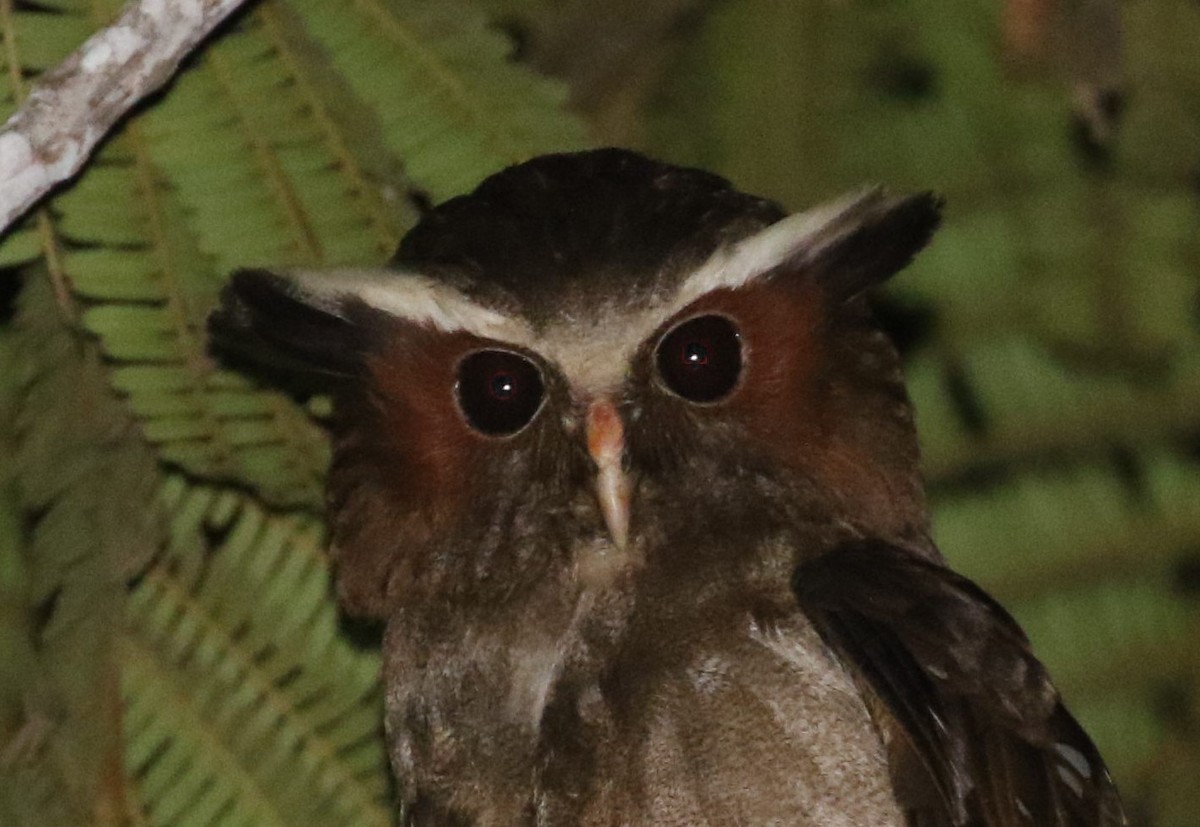 Crested Owl - ML478659491