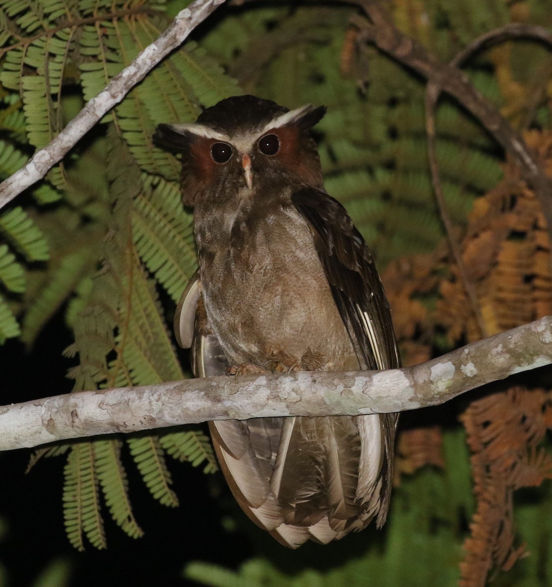 Crested Owl - ML478659501
