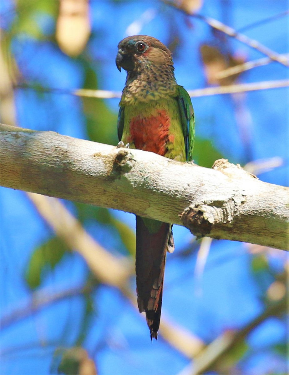 Santarem Parakeet (Madeira) - Mats Hildeman