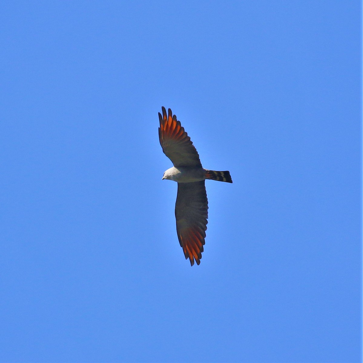 Plumbeous Kite - ML478659821