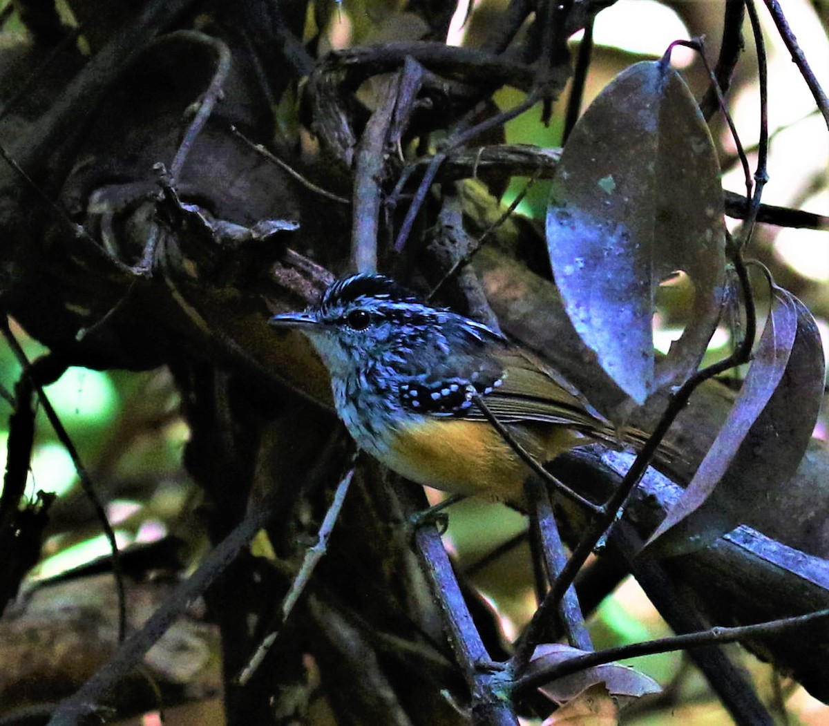 Rondonia Warbling-Antbird - ML478659851