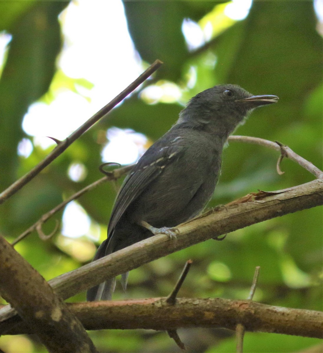 Blackish Antbird - ML478659861
