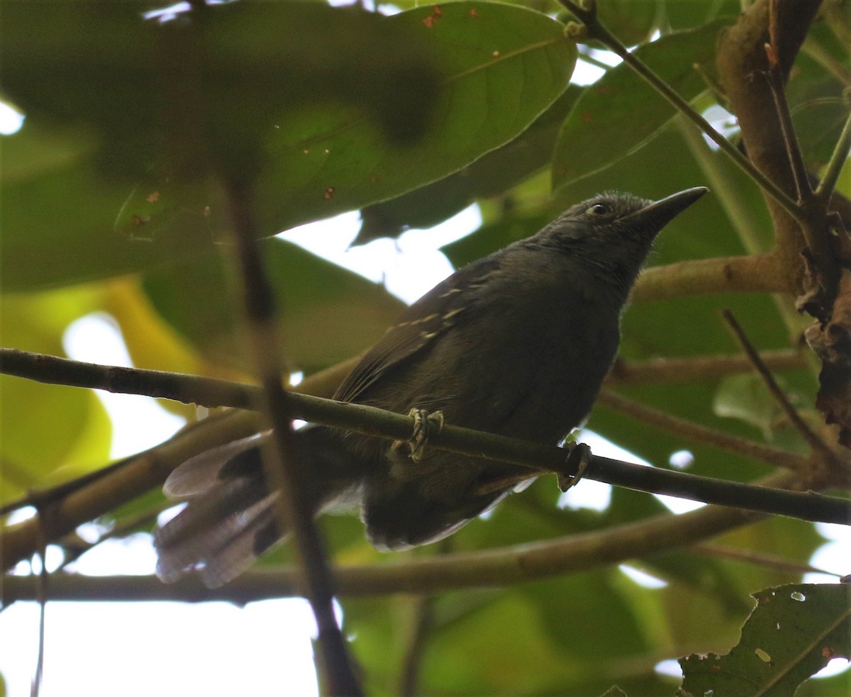 Blackish Antbird - ML478659871