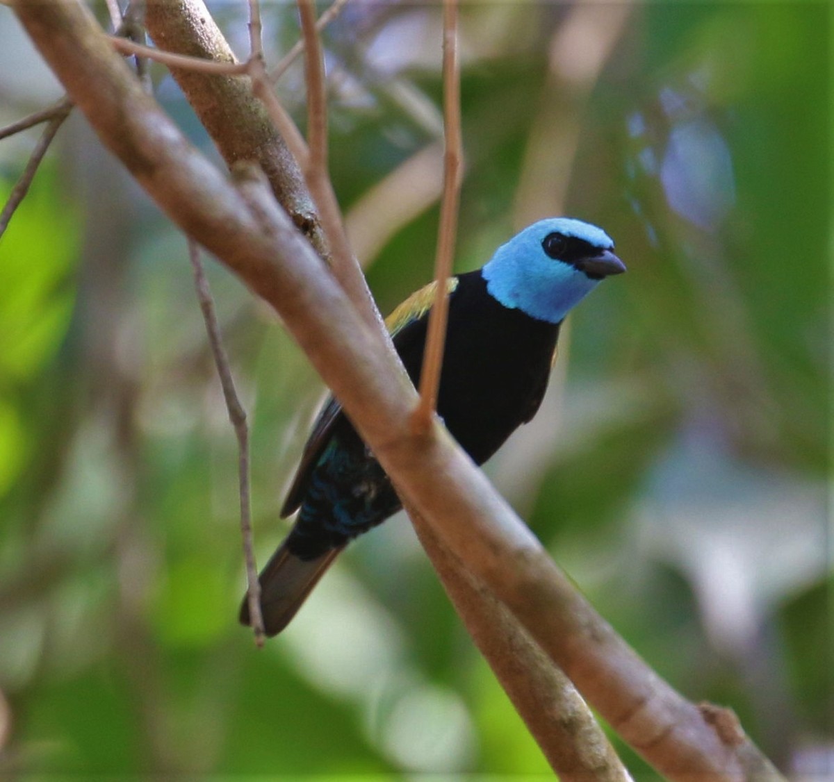 Blue-necked Tanager - ML478659901