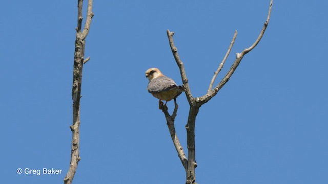 Red-footed Falcon - ML478662371