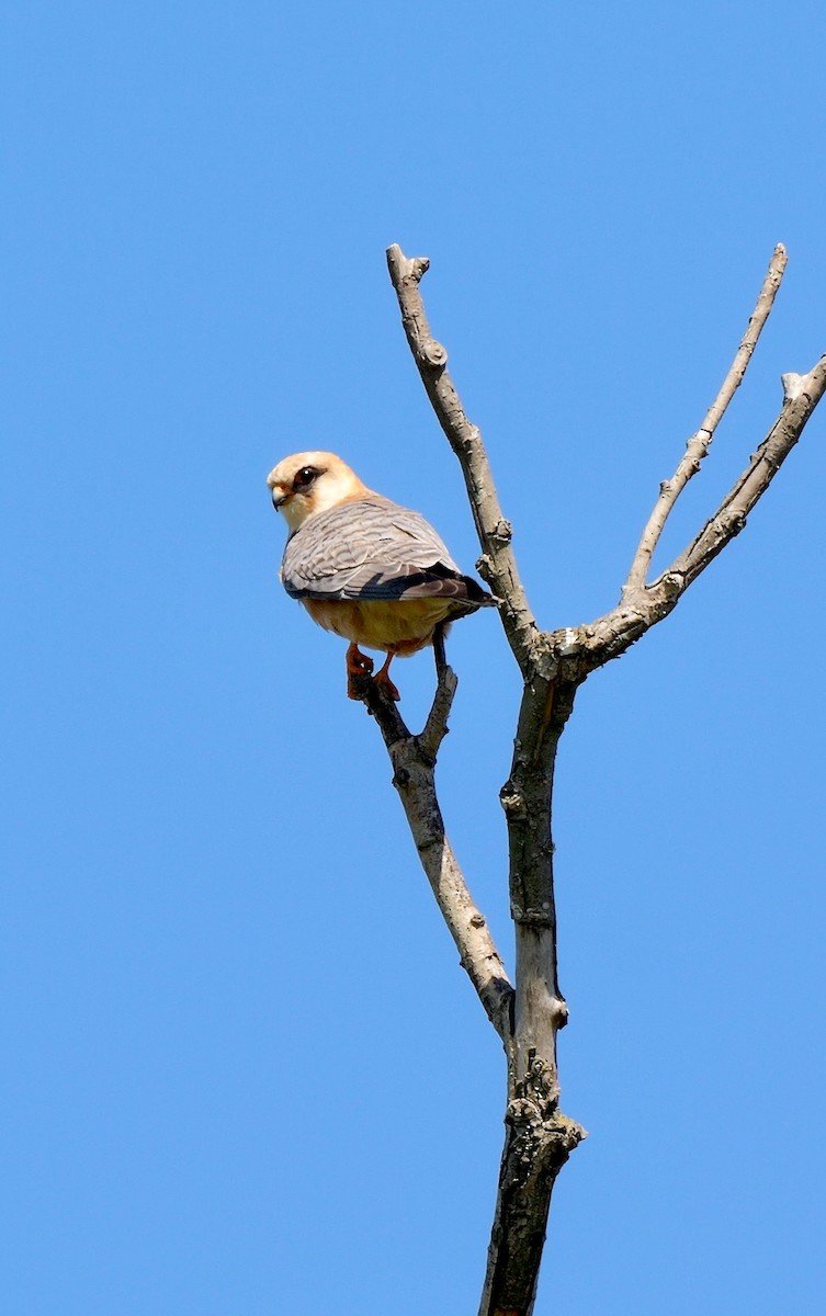Red-footed Falcon - Greg Baker