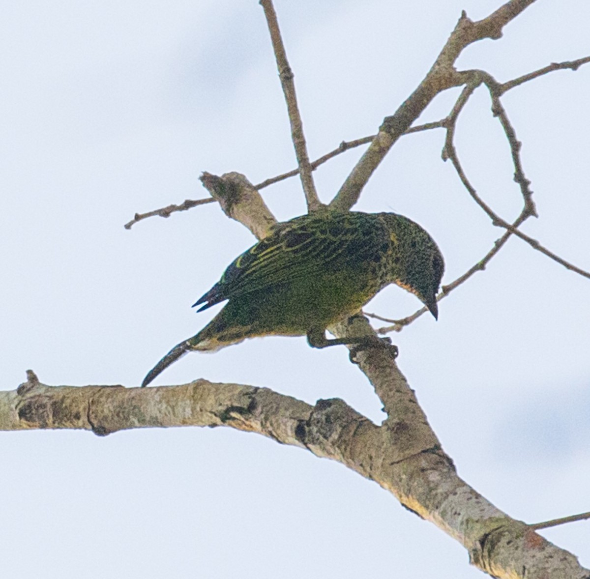 Spotted Tanager - ML478667311