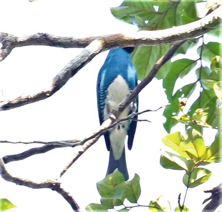Swallow Tanager - ML478668371