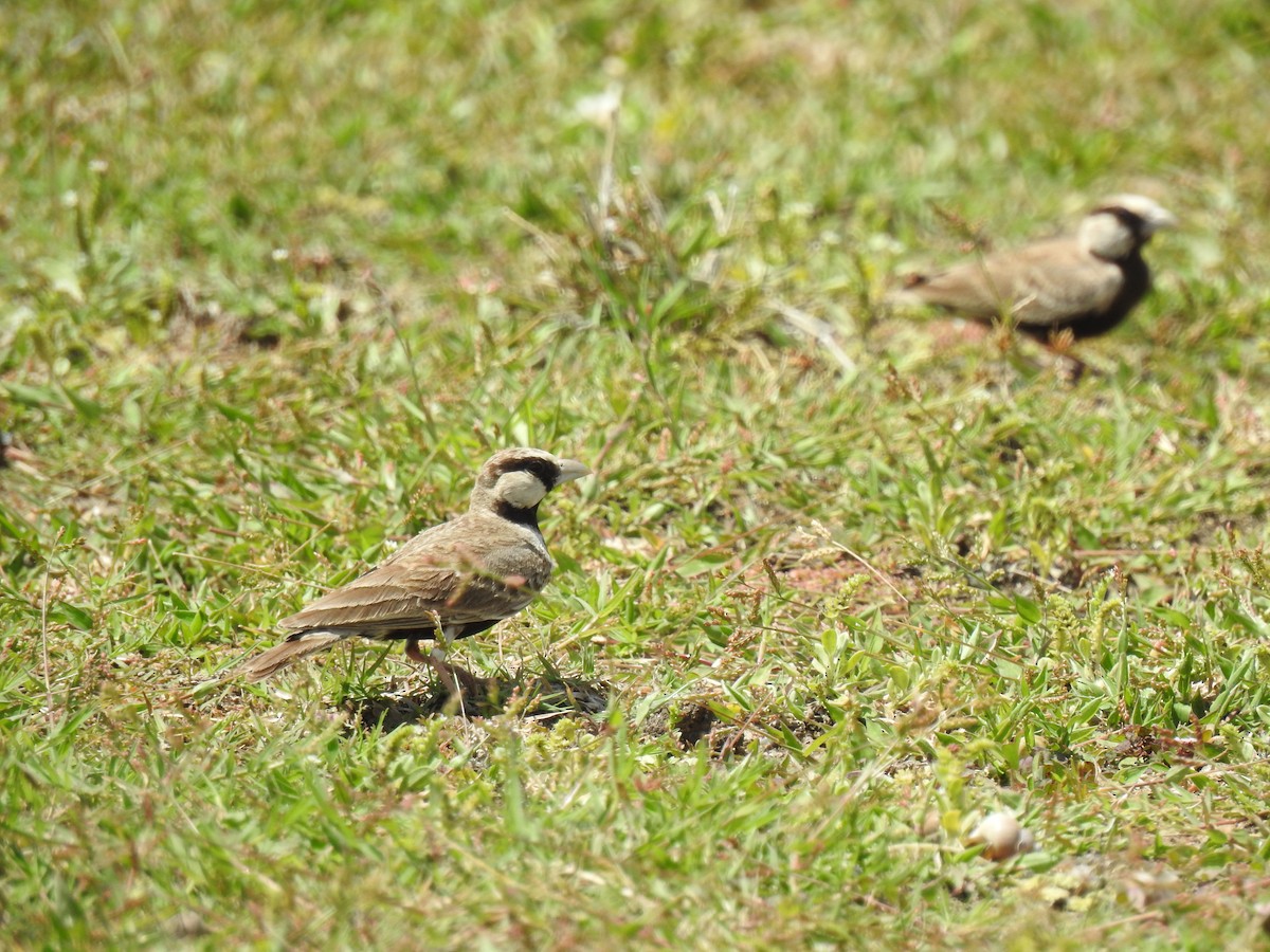 Ashy-crowned Sparrow-Lark - ML478671481