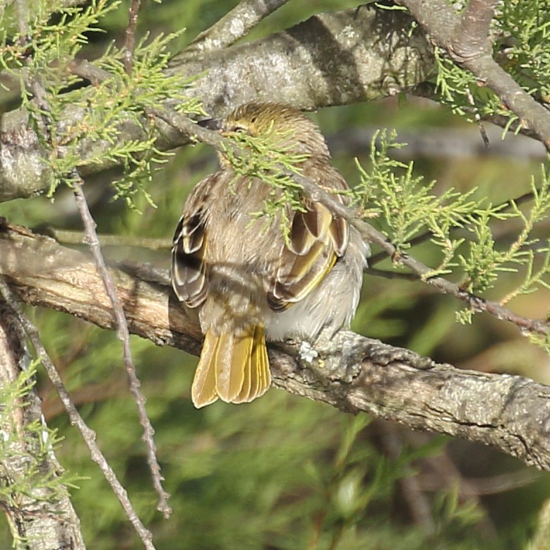 Black-headed Weaver - ML478672491