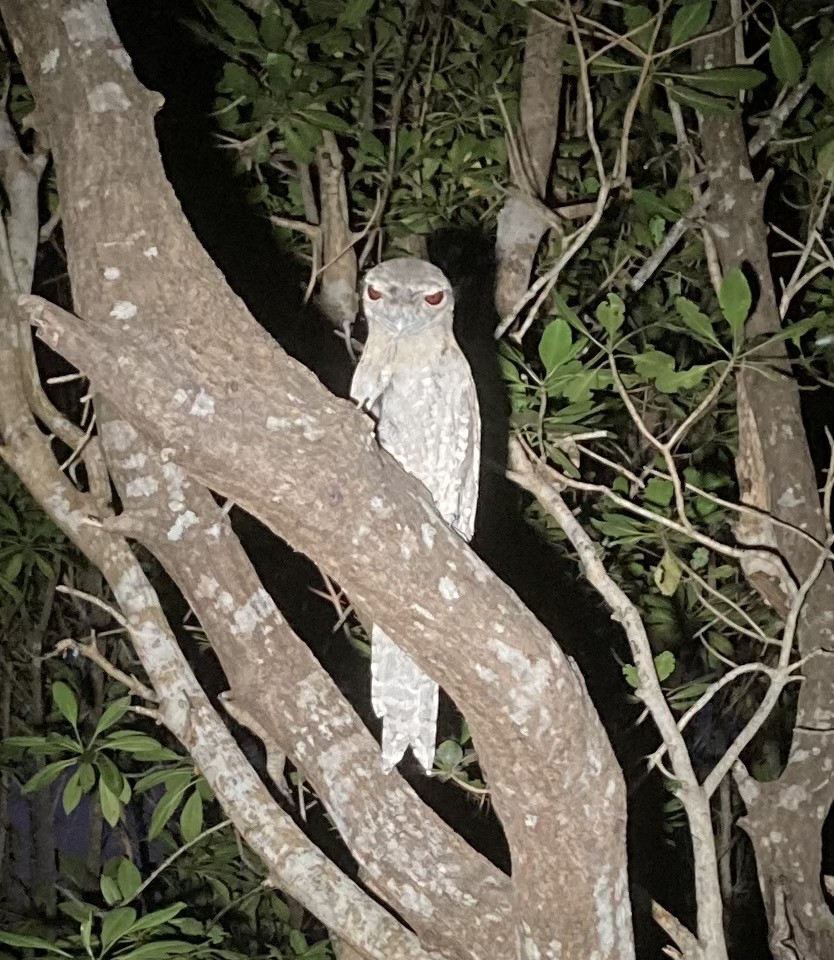 Papuan Frogmouth - ML478674781
