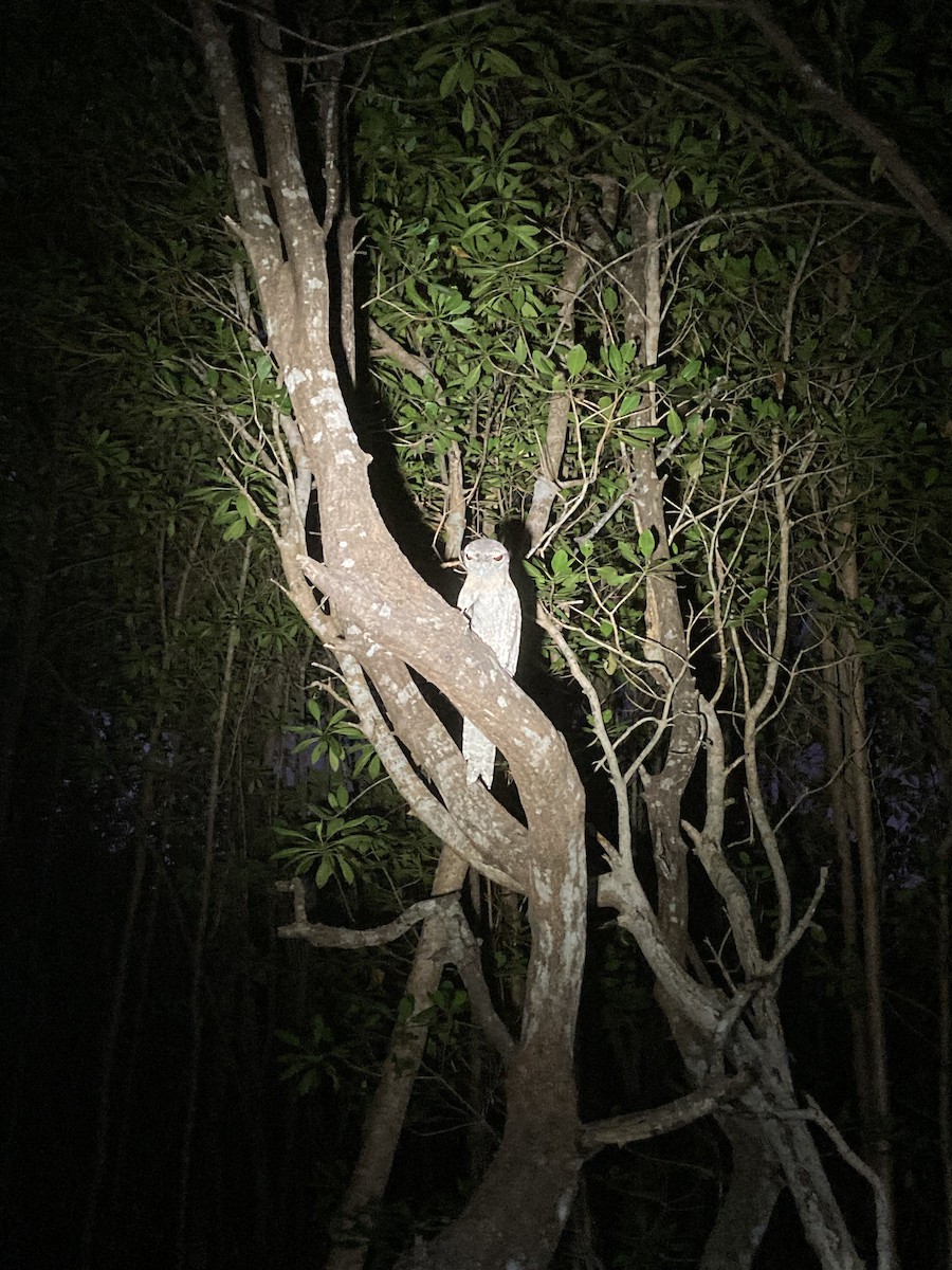 Papuan Frogmouth - ML478674811
