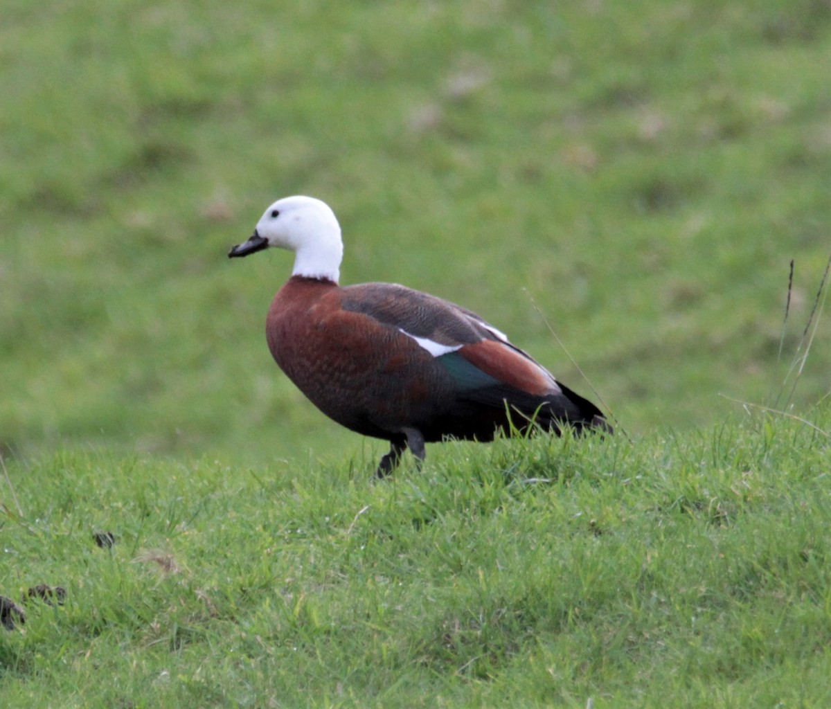 new-zealand-bird-atlas-checklist-21-aug-2022-huia-lower-huia-dam