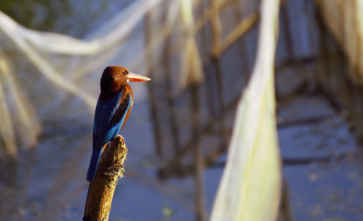 White-throated Kingfisher - Shantanu Mukherjee