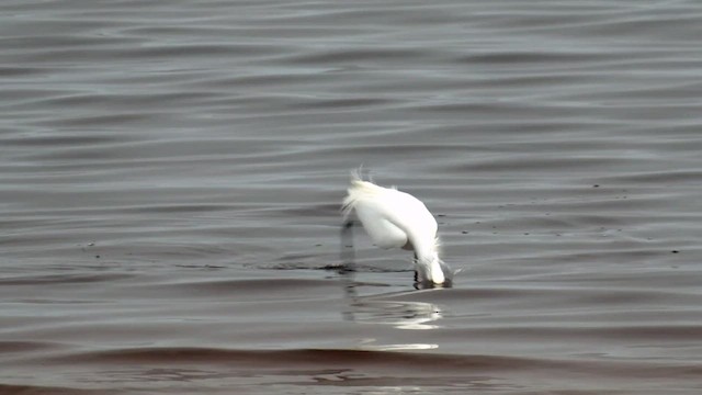 Little Egret (Australasian) - ML478681881