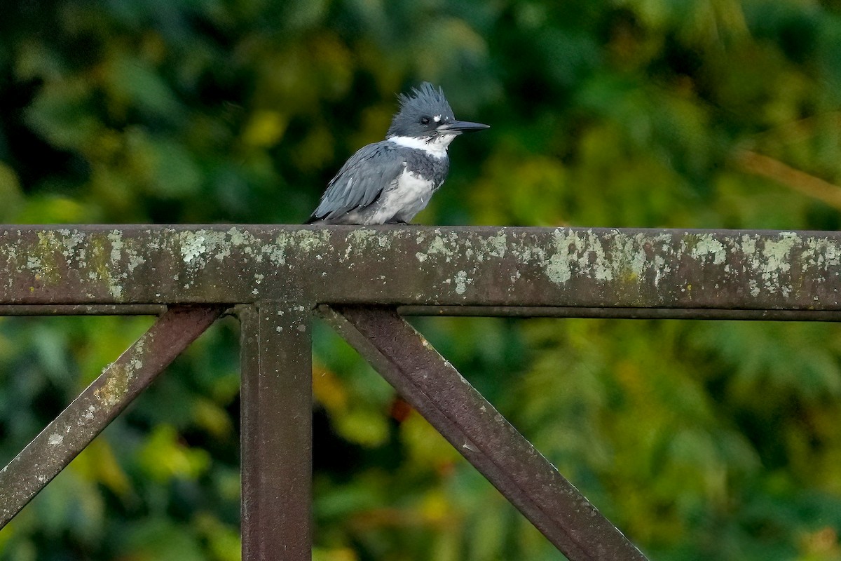 Belted Kingfisher - ML478682891