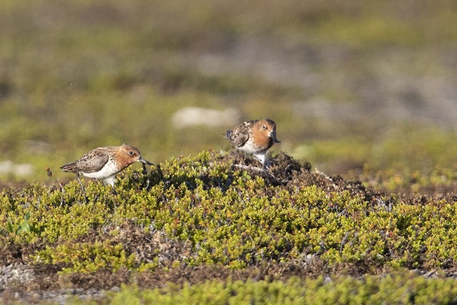 Breeding habitat; Chukotka Autonomous Okrug, Russia. - Spoon-billed Sandpiper - 