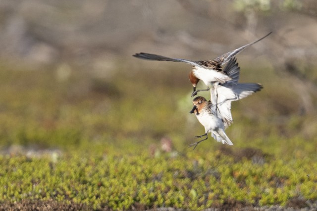 Territorial encounter on breeding territory. - Spoon-billed Sandpiper - 