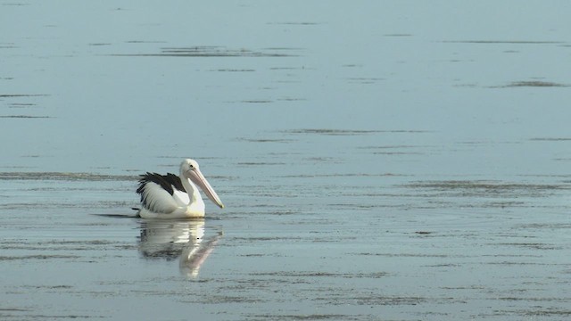 pelikán australský - ML478684981