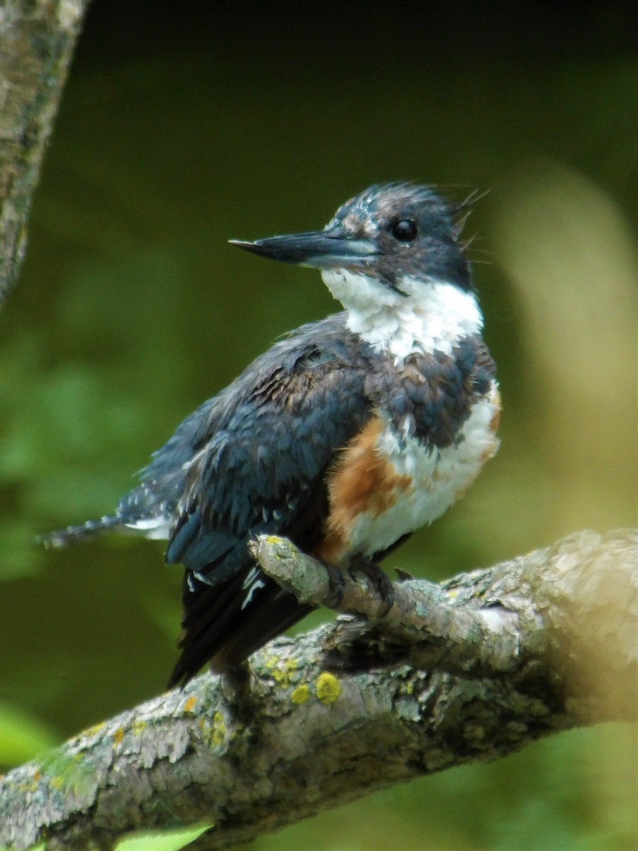 Belted Kingfisher - ML478686301