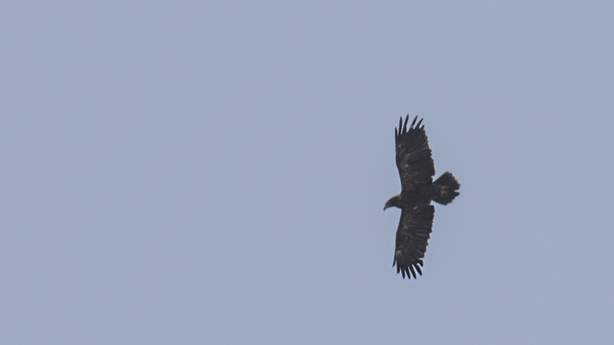 Lesser Spotted Eagle - Engin BIYIKOĞLU